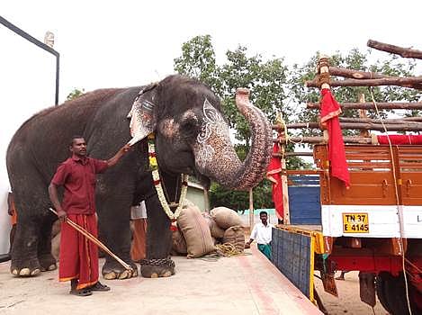 யானைகள் சிறப்பு நல்வாழ்வு முகாமுக்கு கிளம்பிய பழனிக்கோயில் யானை கஸ்தூரி